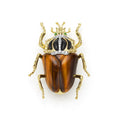 Rare Wonders 18K Gold Tiger Eye and Onyx Goliath Beetle Pin